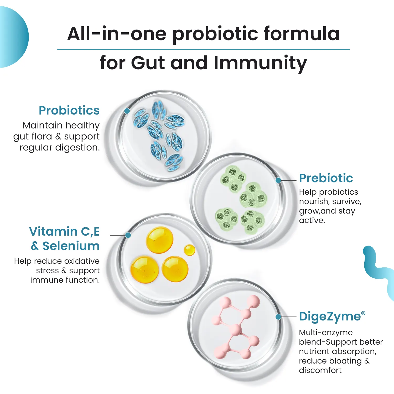 Daily Probiotic Capsules - Gut & Immune Health Boost - Image 3